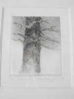 Scott's Tree #13_35 pencil Gerald Squires